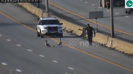 Columbus, Ohio Officers Escort Goose Family Safely Off Busy Freeway