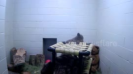 Zookeepers wear bear suits to imitate cub's mother