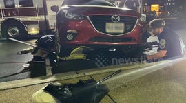 Curious Kitten Rescued From Car Engine in Virginia