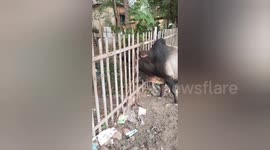 Social organisation rescued cow's neck got badly stuck in the railing of the railway station in Shahdol, Madhya Pradesh