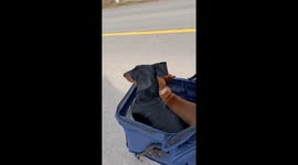 Monty and Lola Out for a Stroll