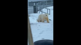 Polar Bear Mama and Her Two Cubs