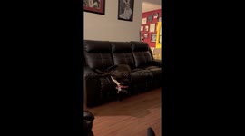 Sleeping Dog Falls Off Couch