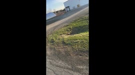 Fox Cubs Poking Their Head Out