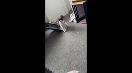 Surprise lunch delivery—Cat packs a mouse in dad’s work bag