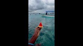 Diver sparks feeding frenzy by diving underwater with melon slice