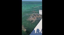 Shark feeding frenzy encounter while on vacation in Key West Florida