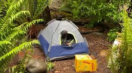 Marigold the Skunk Camps Out to Teach Wildlife Safety