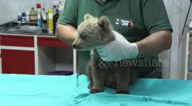 Türkiye: Bear cub ‘Boncuk’ receives tender care at Gaziantep Wildlife Park in Türkiye