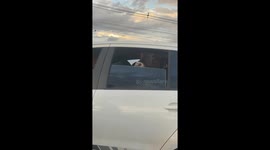Cow Riding in a Car