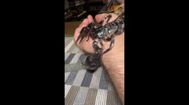 Asian Forest Scorpion