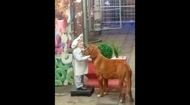 Dog Gets Pet by a Statue