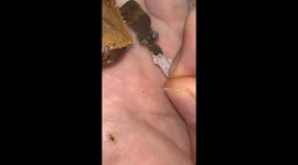Crested Gecko Shedding It's Skin