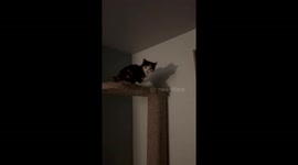Kitten Stuck on a Cat Tree