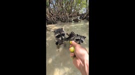 I'm hand feeding wild raccoons in the mangroves