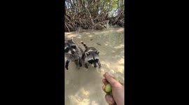 I'm hand feeding wild raccoons in the mangroves