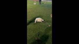 Dogs baffled to meet a pet skunk being taken for a walk in the park