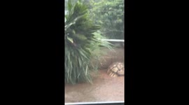 Giant African tortoise shows how to handle a roaring rain storm