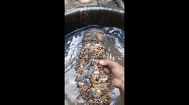 Giant sea cucumbers being sold at market look like alien with dozens of teeth