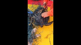 Oil rig crew save sea turtle tangled in mass of deadly ghost nets