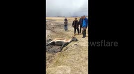 Tourists work together to rescue wild donkey trapped in swamp