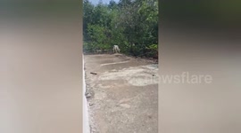 Social organisation rescued a mother cow climbed into the roof in Shahdol, Madhya Pradesh