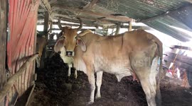 Shocked villagers catch naked Thai man 'trying to have sex with cows'