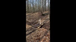 Dog pretends to be sage with stick on bridge in Fredensborg, Denmark