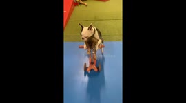 Dog and cat ride scooter together in Ontario, Canada