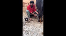 Person milks buffalo directly into puppy's mouth in Haryana