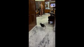 Puppy jumps down stairs as family cheers in Bengaluru