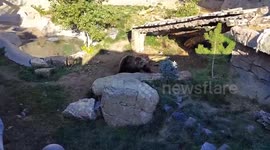 Tundra the Bear Shows Why Bear-Proof Trash Cans Matter at The Denver Zoo