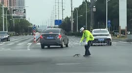 Kitten wanders onto busy highway and narrowly avoids cars until traffic officer steps in