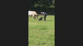 Longhorn Cow Plays With Old Tire