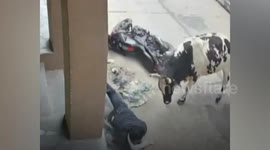 Stray bull head butts motorbike rider sending him crashing to ground