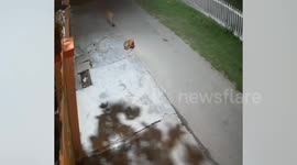 Street dogs save friend from being attacked by leopard
