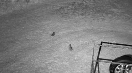 Hare feeding young in France. Two youngsters. Domps 87. Ten pm in the evening.