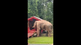 Wild elephant steals food from religious shrine in Thailand