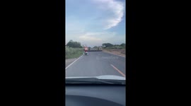 Hundreds of ducks hold up traffic as they waddle along road