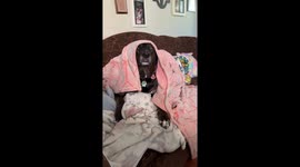 Ready for bedtime. Dog is cozy with pink blanket over her head