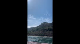 Jellyfish Off the Coast of Jalisco