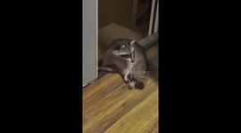Racoon Visits With Playful Pup