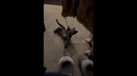 Sweet Dog Is Cat’s Best Friend