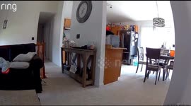 Dog Sitter Crop Dusts Dog