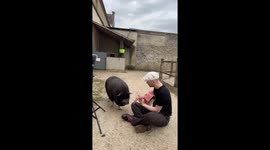 Man sings and plays guitar as farm animals enjoy the music in Rambouillet, France