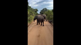 Elephant helps calf out of roadside gutter in Kegalle, Sri Lanka