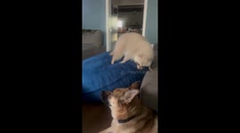 Raccoon startles dog during playful moment in Pensacola, Florida, USA