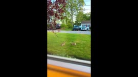 Playful rabbit interaction beside the road in Boston, USA