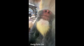 Meet Cheeto the Mandrill at the Gladys Porter Zoo in Texas