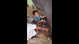 Boy bites buffalo during milking in Uttar Pradesh